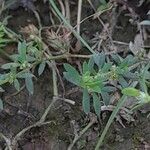 Paronychia arabica Leaf