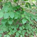 Halesia diptera Habitat