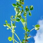 Medicago lupulina Hábito