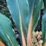 Chlorophytum orchidastrum Leaf