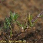 Spergularia echinosperma Blad