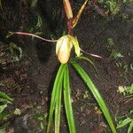 Phragmipedium longifolium Hoja