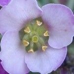 Cakile maritima 花