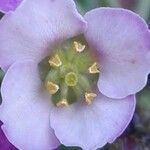 Cakile maritima Flower