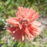 Sacoila lanceolata Flor