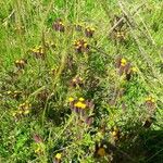 Dyssodia papposa Blomst