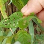 Asystasia intrusa Liść