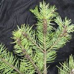 Abies pindrow Hábito