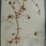 Clematis brevipes Otro