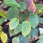 Corylopsis himalayana Hoja