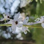 Delphinium carolinianum Цветок