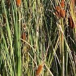 Typha latifolia Blad