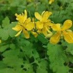 Chelidonium majus Flower