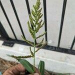 Echinochloa crus-galliFlower