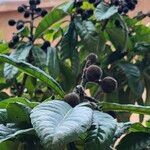Eriobotrya japonica Frugt