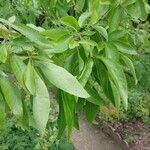 Heteromorpha arborescens Folha