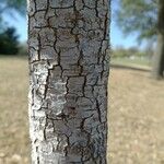 Quercus fusiformis Corteza