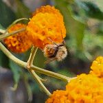 Buddleja globosa फूल