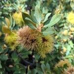 Chrysolepis sempervirens Fruit