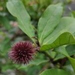 Allamanda schottii Fruit