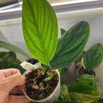 Monstera siltepecana Leaf