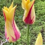 Tulipa grengiolensis Flower