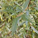 Salix purpurea Leaf