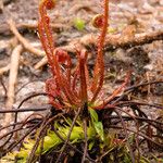 Drosera filiformis Συνήθη χαρακτηριστικά