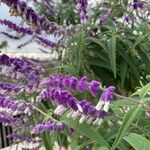 Salvia leucantha Flower