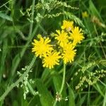 Hieracium caespitosum ᱵᱟᱦᱟ