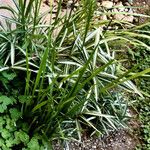 Arundinaria fortunei Libunga