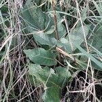 Verbascum virgatum Folio