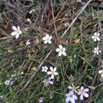 Petrorhagia saxifraga Blüte