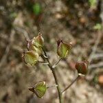 Scilla monophyllos Fruit