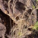 Aristida adscensionis Flower