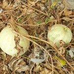 Citrullus colocynthis Fruit