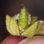 Emmenanthe penduliflora Hedelmä