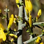 Genista scorpius Bark