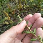 Polygonum plebeium Feuille