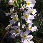 Hottonia palustris Cvet