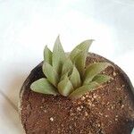 Haworthia mirabilisЛист