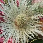 Eryngium spinalba Flor