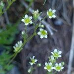 Saxifraga moschata Blodyn