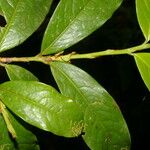 Erythroxylum macrophyllum Лист