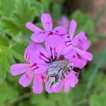 Pelargonium graveolensFlor