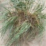 Thinopyrum junceum Ліст
