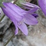 Campanula sibirica Blomst
