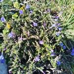 Lithodora hispidula Çiçek