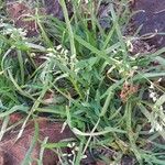 Poa annua 整株植物