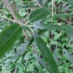 Arundinaria gigantea Leaf
